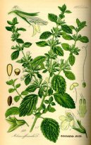 :  > Meduňka Lékařská (Melissa officinalis L.)