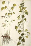:  > Mexický Divoce Rostoucí Jam (Dioscorea villosa L.)