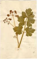 :  > Miřík Celer (Apium graveolens L.)