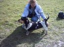 :  > Modrý gaskoňský baset (Basset bleu de Gascogne, Blue Gascony Basset)