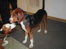 :  > Německý honič (Deutsche Bracke, German Hound)