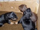 :  > Německý lovecký terier (Deutscher Jagdterrier)
