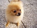 :  > Německý špic trpasličí (Deutscher spitz - Zwerspitz, German Spitz - Pomeranian)