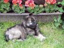 :  > Německý špic vlčí (Deutscher spitz – Wolfspitz, Keeshound)