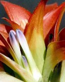 :  > Nidulárium, hnízdoš (Nidularium)