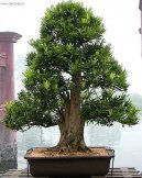 :  > Nohoplod (Podocarpus, kamenný tis)
