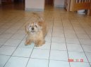 :  > Norfolk teriér (Norfolk Terrier)