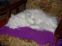 :  > Norská lesní kočka (Norwegian Forest Cat)