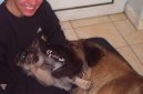 :  > Norský losí pes šedý (Norwegian Elkhound grey)