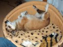 :  > Norský lundehund (Norsk Lundehund)