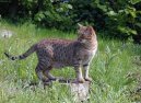 Ocicat kočka