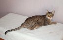 Ocicat kočka
