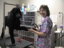 :  > Očkování a zdraví pejska (Dog Health)