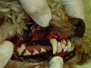 :  > Odstranění zubního kamene ultrazvukem (Veterinární zákroky)