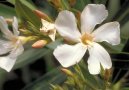 :  > Oleandr obecný (Nerium oleander)
