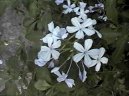:  > Olověnec ouškatý (Plumbago auriculata)