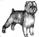 :  > Opičí pinč (Affenpinscher)
