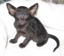 :  > Orientální kratkosrstá kočka (Oriental Shorthair Cat)