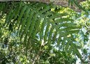 :  > Osladič (Polypodium Aureum)