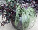 :  > Ostřice (Carex morrowii Variegata)