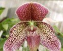 Pafiopedilum, střevičníkovec