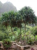 :  > Pandán (Pandanus)