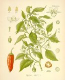 :  > Paprika Křovitá, Kayenský Pepř (Capsicum frutescent, Capsicum annum)