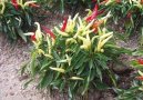 :  > Paprika roční (Capsicum annuum)
