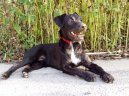 Patterdale teriér