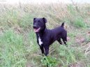 Patterdale teriér