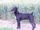 Patterdale teriér