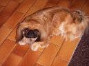 :  > Pekingský palácový psík, pekinéz (Pekingese, Pekinese, Peking Palasthound)