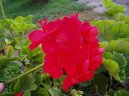 :  > Pelargónie (Pelargonium)