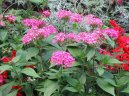 Pentas, pětkovec