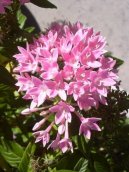 Pentas, pětkovec