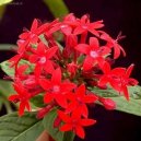 :  > Pentas, pětkovec (Pentas)