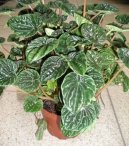 :  > Pepřinec (Peperomia)