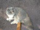 :  > Perská kočka (Persian Cat)