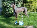 :  > Peruánský naháč (Peruvian Hairless Dog)
