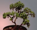 :  > Pěstování bonsají (Bonsai)
