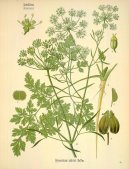 :  > Petržel Kadeřavá (Petroselinum crispum)