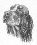:  > Pikardský ohař dlouhosrstý (Picardy Spaniel)