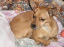 :  > Pinč-harlekýn (Harlequin Pinscher)