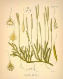 :  > Plavuň Vidlačka (Lycopodium clavatum L.)