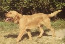 :  > Plavý bretaňský honič (Fawn Brittany Griffon)