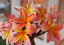 :  > Plumérie (Plumeria alba)