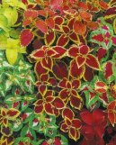 :  > Pochvatec ozdobný, koleus, africká kopřiva (Coleus blumei)