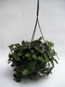 :  > Poděnka, tradeskancie (Tradescantia)