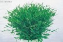 :  > Pokojový bambus (Pogonatherum paniceum)