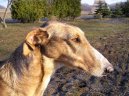 :  > Polský chrt (Chart Polski, Polish Greyhound)